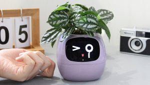 PlantsIO IVY Fioletowa 2