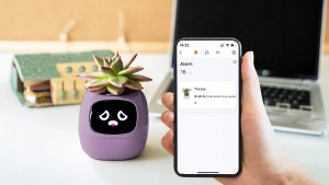 PlantsIO IVY Fioletowa 7