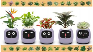 PlantsIO IVY Fioletowa 8