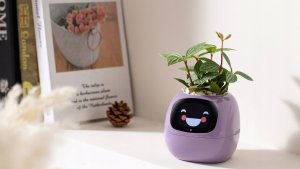 PlantsIO IVY Fioletowa 10