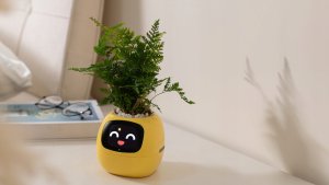 PlantsIO IVY Żółta 11