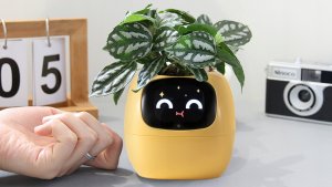 PlantsIO IVY Żółta 2