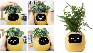 PlantsIO IVY Żółta 3