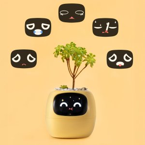 PlantsIO IVY Żółta 4