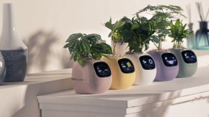 PlantsIO IVY Żółta 10