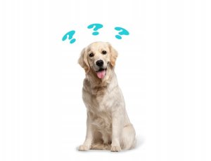 Paka Zwierzaka Seventh Heaven Jagnięcina i dzika róża PUPPY "L" 9kg 3