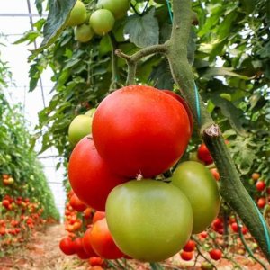 Tunel ogrodowy zielony foliowy szklarnia folia 4x2,5x2m 10m 2