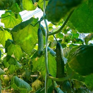 Tunel ogrodowy zielony foliowy szklarnia folia 4x2,5x2m 10m 3