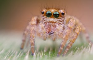 Obiektyw Venus Optics Laowa 25 mm f/2,8 Ultra Macro do Leica L 13