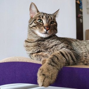 Mruu&Pruu DRAPAK LEON Fioletowy 7