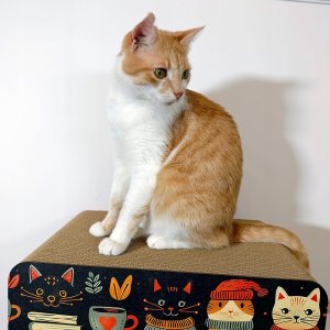 Mruu&Pruu Drapak czarny zimowe kotki Drapak dla kota 46x21x30 cm 6