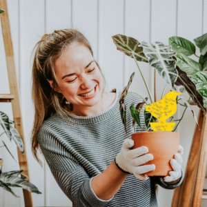 Lep do doniczek na owady, owocówki Heckermann 20szt 5