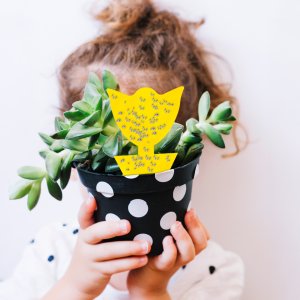 Lep do doniczek na owady, owocówki Heckermann 20szt 6