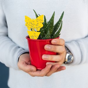 Lep do doniczek na owady, owocówki Heckermann 20szt 7