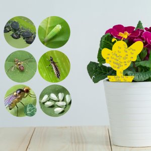 Lep do doniczek na owady, owocówki Heckermann 20szt 8