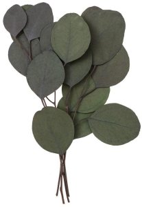Eukaliptus populus 4 gałązki ok. 20cm zielony 1