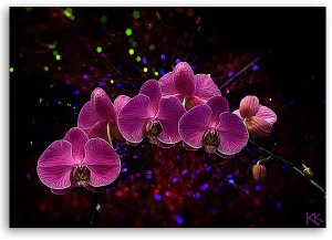 Feeby obraz na płótnie Orchidea na ciemnym tle 60x40 medium 3