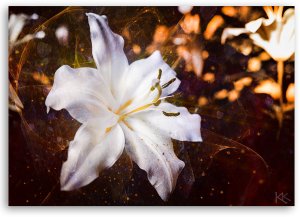 Feeby obraz na płótnie Biała lilia na brązowym tle 60x40 medium 3