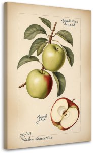 Feeby obraz na płótnie owoce vintage jabłko 40x60 medium 1