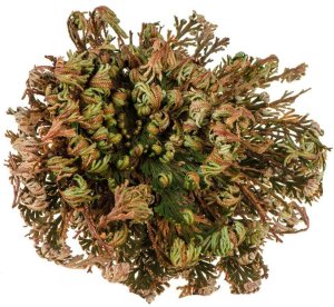 Pan i Pani Gadżet Róża jerychońska GADŻET 12