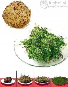 Pan i Pani Gadżet Róża jerychońska GADŻET 8