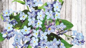 Niezapominajka w puszce 3