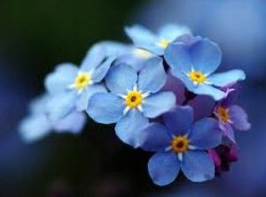 Niezapominajka w puszce 5