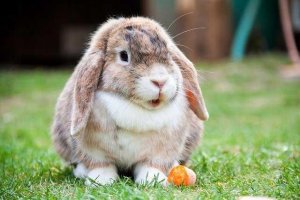 Trixie Siana biała z kwiatami dla królików/gryzoni 500 g 2