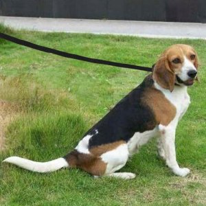 SMYCZ TAŚMOWA TRENINGOWA 10 m DOGGO-10 7