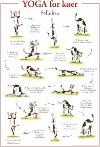 Yoga for køer PLAKAT 1