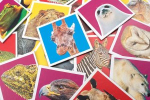 Tactic Wildlife Memo, Card Game, Matching, 3 yr(s) 4