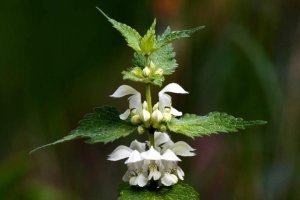 Zioła jasnota ziele na kobiece dolegliwości na rany runo 50g 4