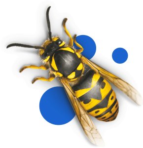 PŁYN DO PUŁAPKI NA OSY 200ML 3