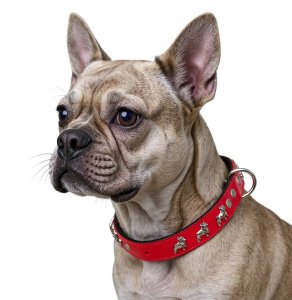 Obro�a dla psa, wz�r super bulldog franciski, 30MM/45CM czerwono/czarna 2