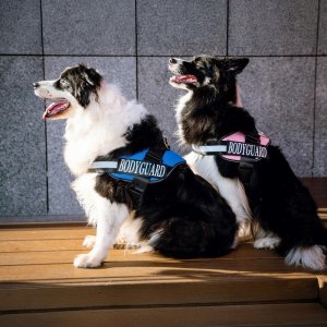 Szelki Bodyguard dla psa, ro�owy, XXL, 75-100 cm 2