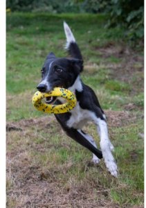 Zeus Nitro, ringo z gumowym rdzeniem, zabawka, dla psa, 16 cm 5