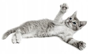 Linus Cabrio, transporter, dla psa/kota, czarny, 50x32x34,5 cm 8