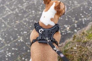 Premium FlexMesh, szelki, dla psa, czarne, S�M: 48�69 cm/20 mm, dostosowane dla mops�w i buldog�w 3