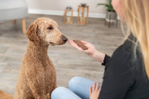 Zolux Premio Filets z jagnięciną 80g 7