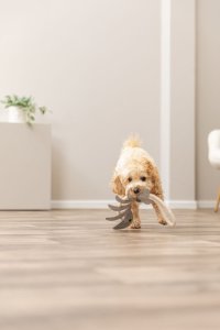 Szkielet ryby na linie, zabawka, dla psa, sk�ra/lina, 43 cm 3