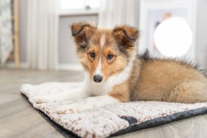 Calida, mata z wk��dk� odbijaj�c� ciep�o, dla psa/kota, bia�o/br�zowa, 140 x 85 cm 5