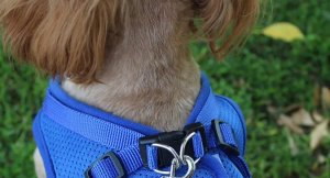 SZELKI BEZUCISKOWE SPACEROWE REGULOWANE ODBLASK DLA KOTA + SMYCZ ROZMIAR M 11