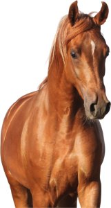 Lab-v EquiJunior Mieszanka paszowa uzupełniająca dla źrebiąt, wspierająca wzrost, rozwój i prawidłowe żywienie młodych koni i kucyków 2000g 2