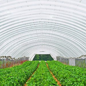 Folia do szklarni szklarniowa Folia Pokrycie do tunelu 7,3 x 15,2 m 3