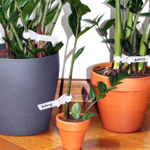 TG71427 ETYKIETA DO ROŚLIN TABLICZKI ZNACZNIKI SADZONEK KWIATÓW 100SZT sadownicze 7