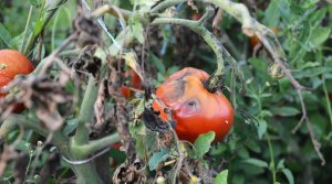 SUM43 ŚRODEK PREPARAT GRZYBOBÓJCZY SWITCH 25G NA SZARĄ PLEŚŃ 14