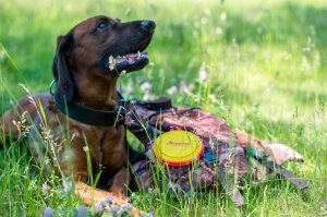 Josera Miska podróżna 2