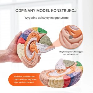 Model anatomiczny mózg 2:1 4-częściowy do nauki kolorowy oznaczony 11