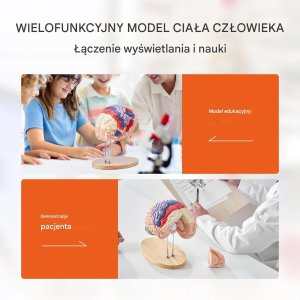 Model anatomiczny mózg 2:1 4-częściowy do nauki kolorowy oznaczony 12