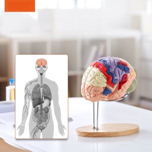 Model anatomiczny mózg 2:1 4-częściowy do nauki kolorowy oznaczony 2
